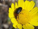 Escarabajo Crisomela de los cereales - Lema melanopus. Canjorro-Jan