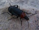 Escarabajo Crisomela de los cereales - Lema melanopus. Canjorro-Jan