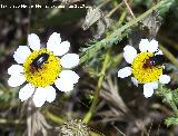 Escarabajo Crisomela de los cereales - Lema melanopus. La Beata - Valdepeas