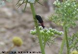 Escarabajo Crisomela de los cereales - Lema melanopus. Corbn - Lahiguera