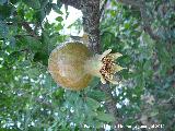 Granado - Punica granatum. Los Villares