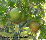 Granado - Punica granatum. Fruto del granado.
Los Villares