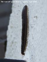 Milpis negro - Spirobolus marginatus. Arrollo Maguillo (Santiago Pontones)