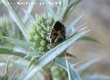 Chinche adornada - Eurydema ornatum. Los Anchos (Santiago Pontones)