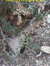 Jabal - Sus scofra baeticus. Arrascadero. Barranco de los Tejos - Valdepeas