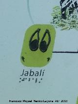 Jabal - Sus scofra baeticus. Huella