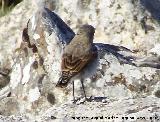 Pjaro Collalba Gris - Oenanthe oenanthe. Puntal de la Misa (Santiago Pontones)