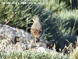 Pjaro Collalba Gris - Oenanthe oenanthe. Puntal de la Misa (Santiago Pontones)