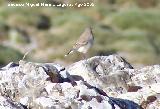 Pjaro Collalba Gris - Oenanthe oenanthe. Puntal de la Misa (Santiago Pontones)