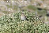 Pjaro Collalba Gris - Oenanthe oenanthe. Puntal de la Misa (Santiago Pontones)