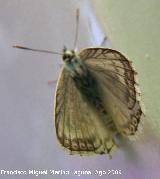 Mariposa nia andaluza - Polyommatus albicans. Huelga Utrera (Santiago Pontones)