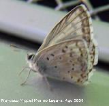 Mariposa nia andaluza - Polyommatus albicans. Huelga Utrera (Santiago Pontones)