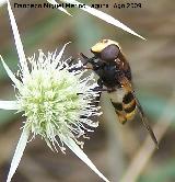 Mosca de las flores elegante - Volucella elegans. Segura