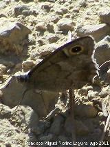 Mariposa Hipparchia statilinus - Hipparchia statilinus. Los Anchos - Santiago Pontones