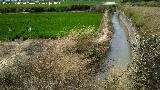 La Albufera. Canales