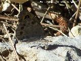 Mariposa Saltacercas - Lasiommata megera. Prado Maguillo - Santiago Pontones