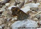 Mariposa Saltacercas - Lasiommata megera. Le han dado un bocado en sus alas. Macho. Otiar (Jan)