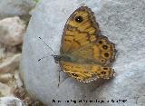 Mariposa Saltacercas - Lasiommata megera. Hembra - Otiar (Jan)