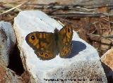 Mariposa Saltacercas - Lasiommata megera. Macho. Fuente de la Pea. Jan