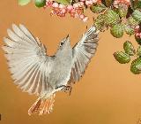 Pjaro Colirrojo tizn - Phoenicurus ochruros. 