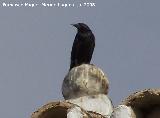 Pjaro Grajo - Corvus corone. Benalmdena