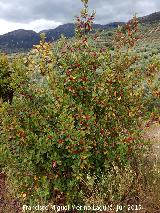 Aladierno - Rhamnus alaternus. Cerrajn - Los Villares