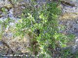 Aladierno - Rhamnus alaternus. Pitillos. Valdepeas