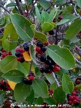 Aladierno - Rhamnus alaternus. Cerro Cerrajn - Los Villares