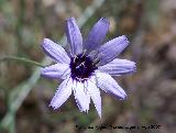 Hierba cupido - Catananche caerulea. Segura