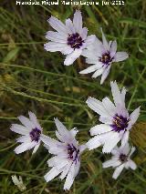 Hierba cupido - Catananche caerulea. Pilar de los Potros - Torredelcampo