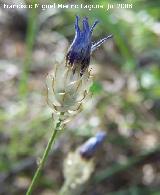 Hierba cupido - Catananche caerulea. Segura