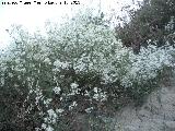 Hierba de los Mendigos - Clematis vitalba. Cerro Cerrajn - Los Villares