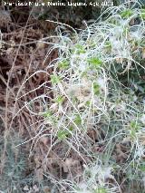 Hierba de los Mendigos - Clematis vitalba. Cerro Cerrajn - Los Villares