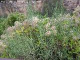 Hierba de los Mendigos - Clematis vitalba. Lorca