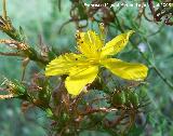 Hierba de San Juan - Hypericum perforatum. Segura