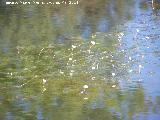 Hierba lagunera - Ranunculus aquatilis. Charca de la Galera - Navas de San Juan