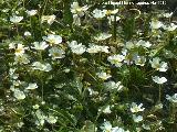 Hierba lagunera - Ranunculus aquatilis. Laguna del Pizorro - Gnave