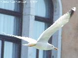 Pjaro Gaviota argntea - Larus argentatus. Venecia