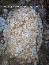 Bivalvo Rudista - Pseudotoucasia. Arroyo de los Anchos - Santiago Pontones