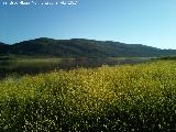 Jamargo - Diplotaxis virgata. Pantano de Giribaile - Vilches