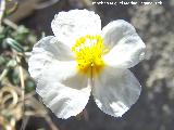 Jarilla almeriense - Helianthemum almeriense. Tabernas