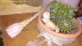 Cactus lirio de pascua - Echinopsis multiplex. Flor abriendose. Los Villares