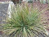 Espadn - Agave striata. Tabernas