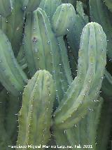 Cactus Garambullo - Myrtillocactus geometrizans