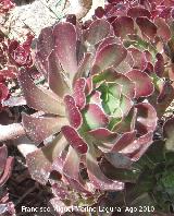 Cactus Rosa Negra - Aeonium arboreum. Toyo - Almera