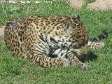 Leopardo - Panthera pardus. Crdoba