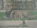 Leopardo - Panthera pardus. Zoo de Crdoba