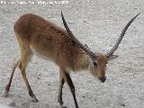 Antlope Lechwe - Kobus leche. Tabernas