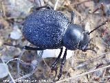 Escarabajo Pimelia - Pimelia variolosa. Tabernas