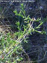 Barrilla oppositifolia - Salsola oppositifolia. Tabernas